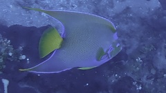 Holacanthus ciliaris