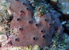 Ircinia felix
