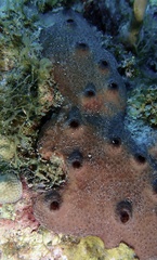 Ircinia felix