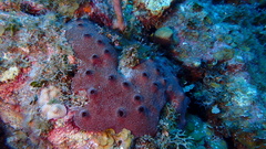Ircinia felix