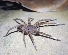 Ancylometes bogotensis