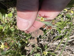 Sisyrinchium rosulatum