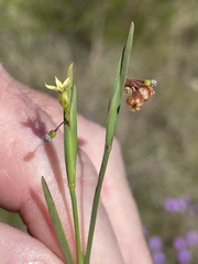 Sisyrinchium rosulatum