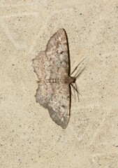 Hypagyrtis piniata