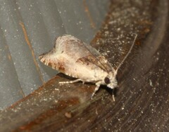 Olethreutes punctanum