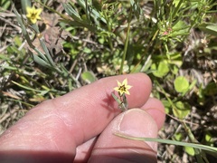 Sisyrinchium rosulatum