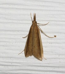 Donacaula albicostellus