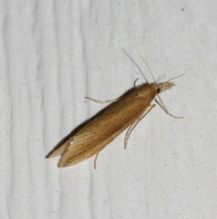 Donacaula albicostellus