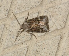 Lacinipolia olivacea