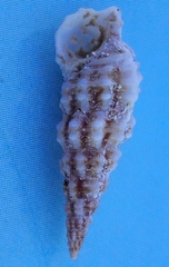 Cerithium litteratum