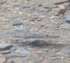 Tetractenos hamiltoni