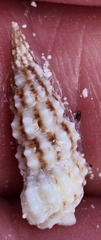 Cerithium litteratum
