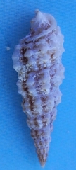 Cerithium litteratum
