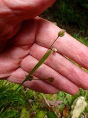 Luzula picta pallida