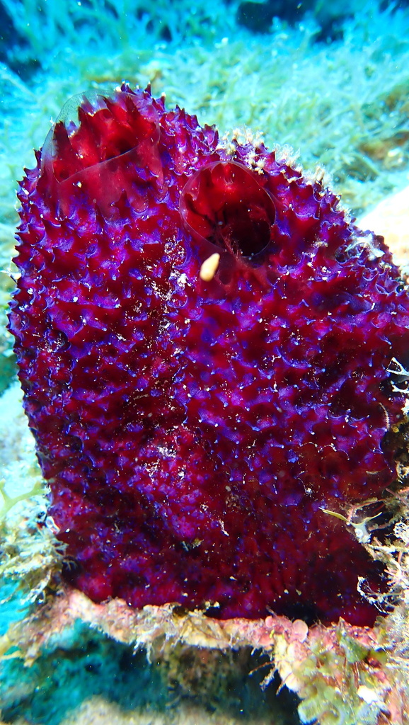 Strawberry Vase Sponge
