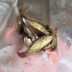 Nannoperca australis