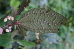 Pilea funkikensis
