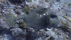 Lactophrys bicaudalis