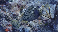 Lactophrys bicaudalis