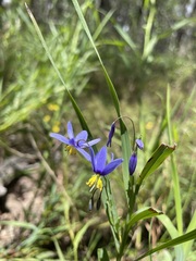 Stypandra glauca