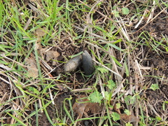 Myocastor coypus
