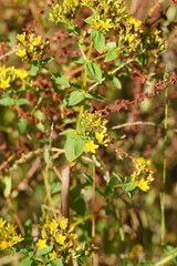 Hypericum tetrapterum