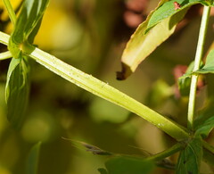 Hypericum tetrapterum