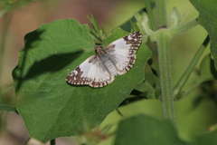 Heliopetes omrina