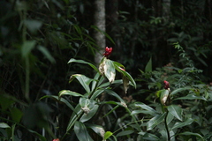 Costus spiralis