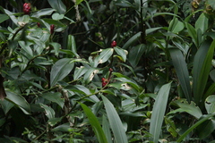 Costus spiralis