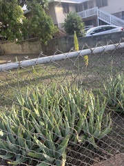 Asparagales