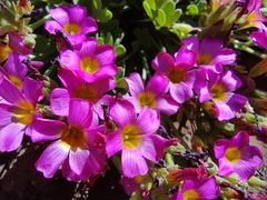 Oxalis squamata