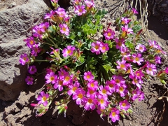 Oxalis squamata