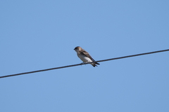 Hirundinidae