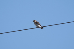 Hirundinidae