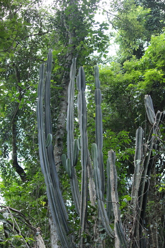 Cereus hexagonus