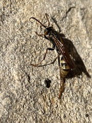 Mischocyttarus flavitarsis