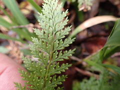 Leptolepia novae-zelandiae