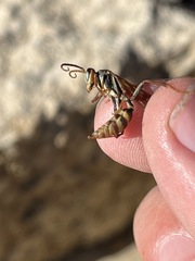 Mischocyttarus flavitarsis