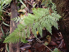 Leptolepia novae-zelandiae