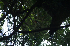 Trogon surrucura