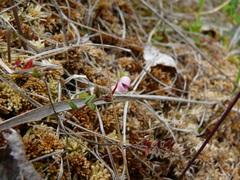 Vaccinium microcarpum