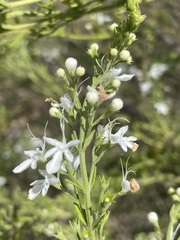 Teucrium corymbosum