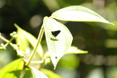 Papilionoidea