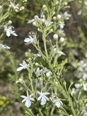 Teucrium corymbosum