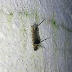 Halysidota