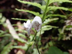 Jovellana repens