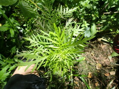 Senecio bipinnatisectus