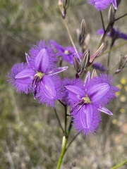 Thysanotus tuberosus