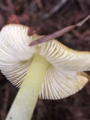 Hygrocybe